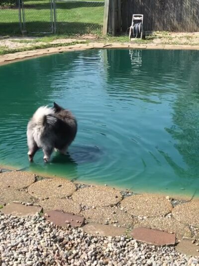 EZDogPark - Howell, MI
