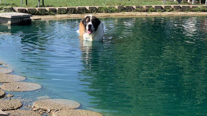 EZDogPark - Howell, MI