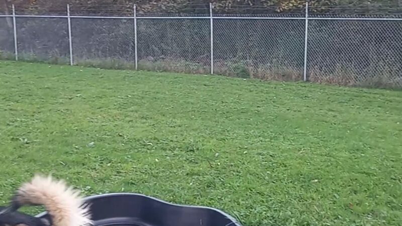 Hubbard's Scentral Dog Park - Hubbard, OH