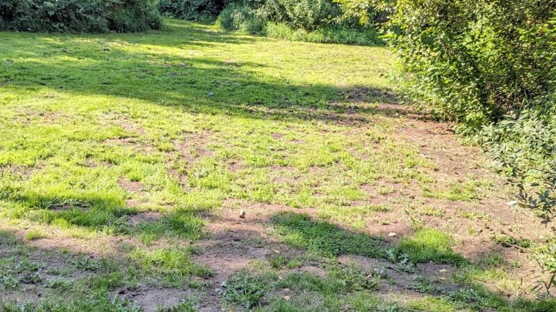 Jan LaFollette DGC, Dog Park and Disc Golf - Hubbard, OR