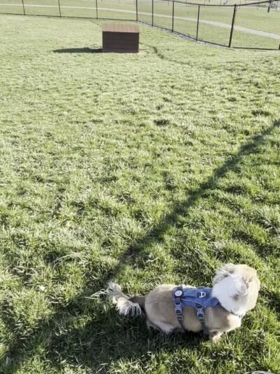 Kitty Hawk/Menlo Dog Park - Huber Heights, OH