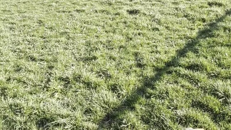 Kitty Hawk/Menlo Dog Park - Huber Heights, OH