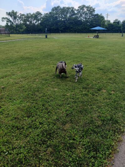 Kitty Hawk/Menlo Dog Park - Huber Heights, OH