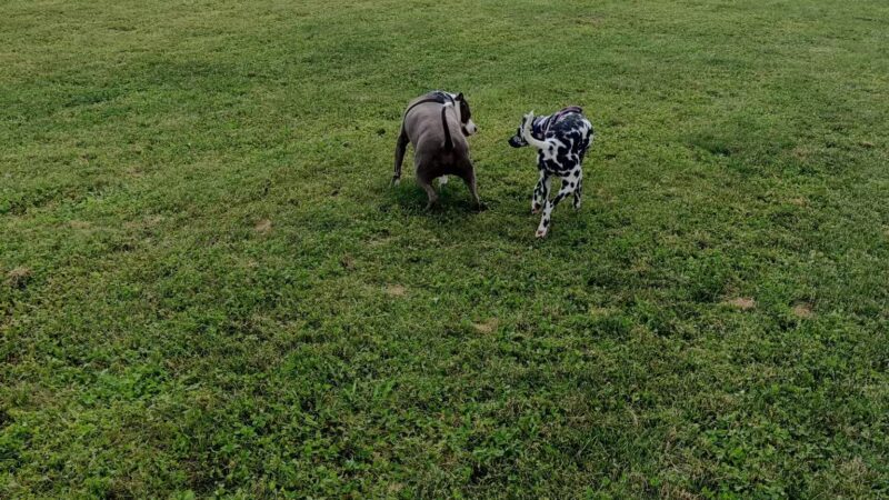 Kitty Hawk/Menlo Dog Park - Huber Heights, OH