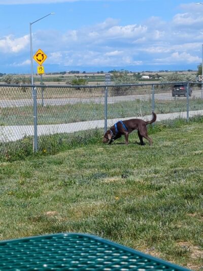 Dog Park at Love’s Travel Stops - Hudson, CO