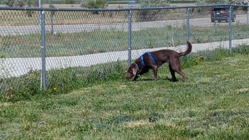 Dog Park at Love’s Travel Stops - Hudson, CO