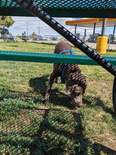 Dog Park at Love’s Travel Stops - Hudson, CO