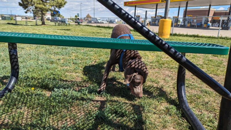 Dog Park at Love’s Travel Stops - Hudson, CO