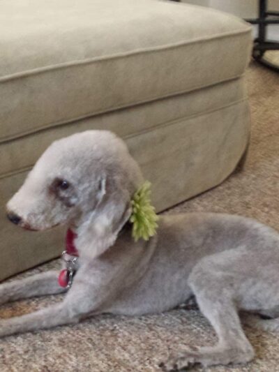 The Backyard Dog Park - Hudson Falls, NY