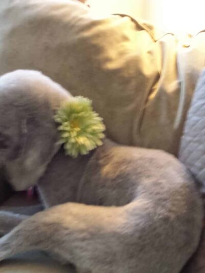 The Backyard Dog Park - Hudson Falls, NY