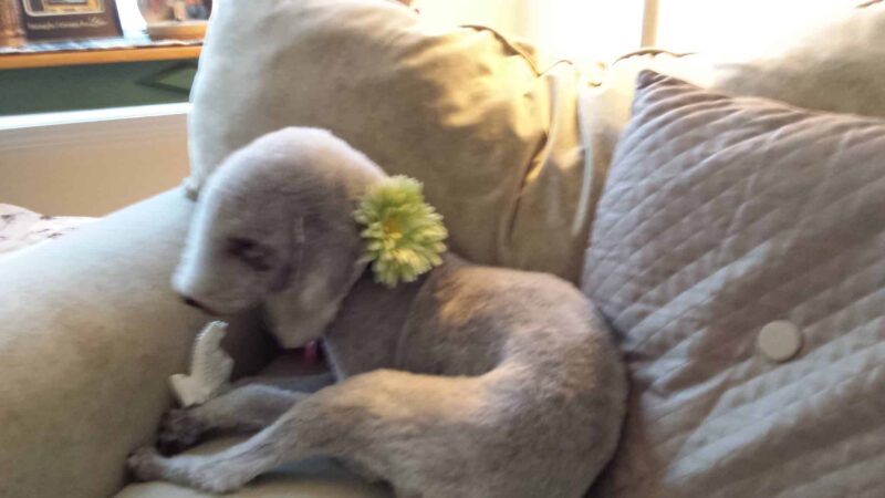 The Backyard Dog Park - Hudson Falls, NY