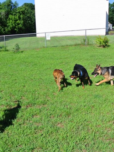The Backyard Dog Park - Hudson Falls, NY