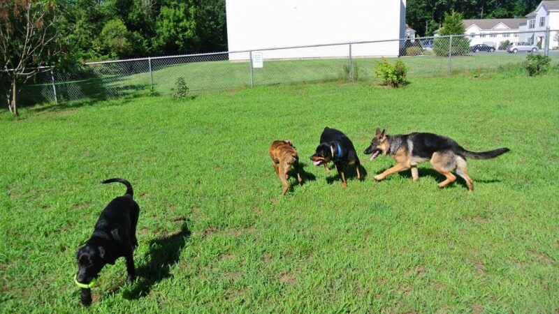 The Backyard Dog Park - Hudson Falls, NY