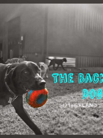 The Backyard Dog Park - Hudson Falls, NY