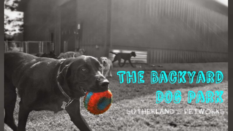 The Backyard Dog Park - Hudson Falls, NY