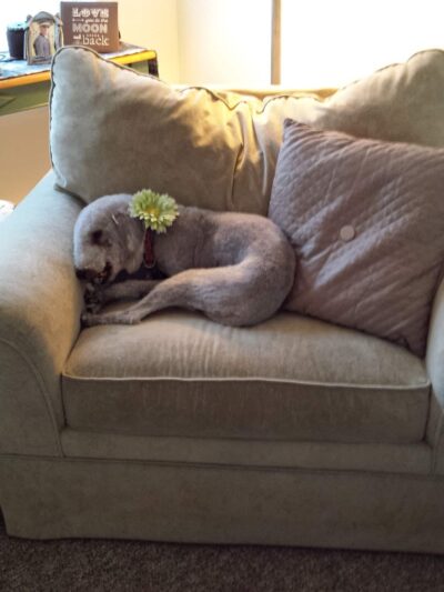 The Backyard Dog Park - Hudson Falls, NY