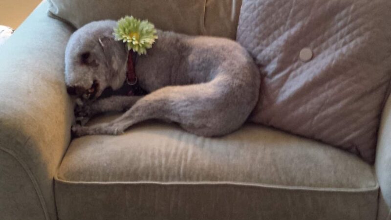 The Backyard Dog Park - Hudson Falls, NY