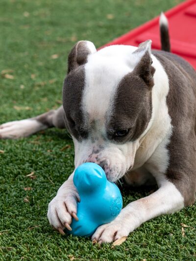 Countryside Pet Resort - Hughesville, MD