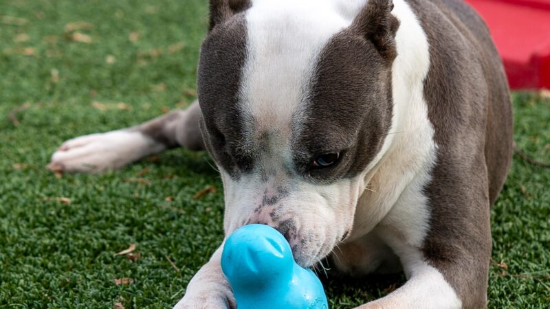 Countryside Pet Resort - Hughesville, MD
