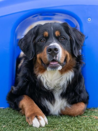 Countryside Pet Resort - Hughesville, MD