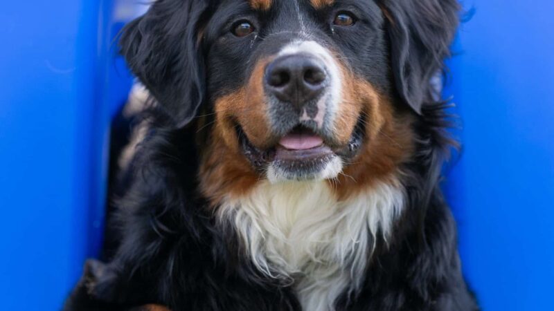 Countryside Pet Resort - Hughesville, MD