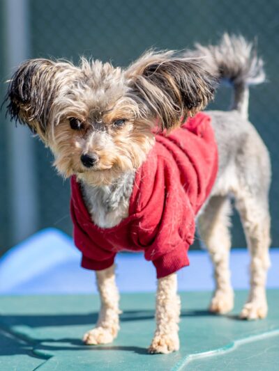 Countryside Pet Resort - Hughesville, MD