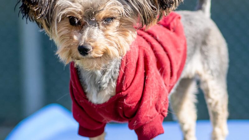 Countryside Pet Resort - Hughesville, MD