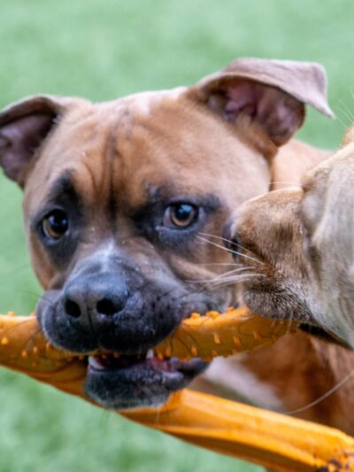 Countryside Pet Resort - Hughesville, MD