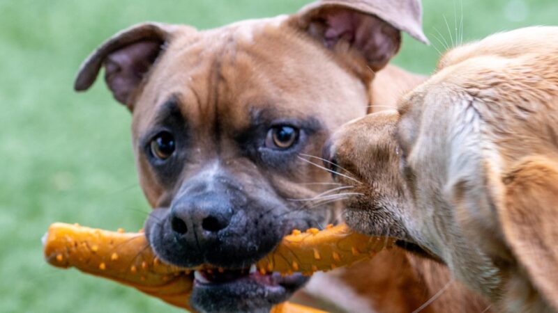 Countryside Pet Resort - Hughesville, MD