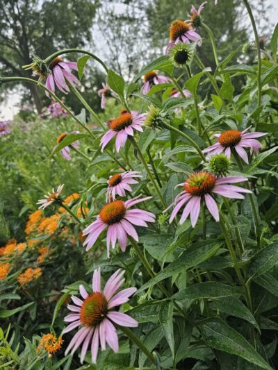 Dakota City Memorial Park & Campground - Humboldt, IA
