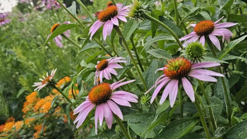 Dakota City Memorial Park & Campground - Humboldt, IA