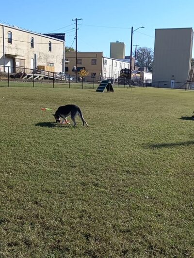 Humboldt Dog Park - Humboldt, TN