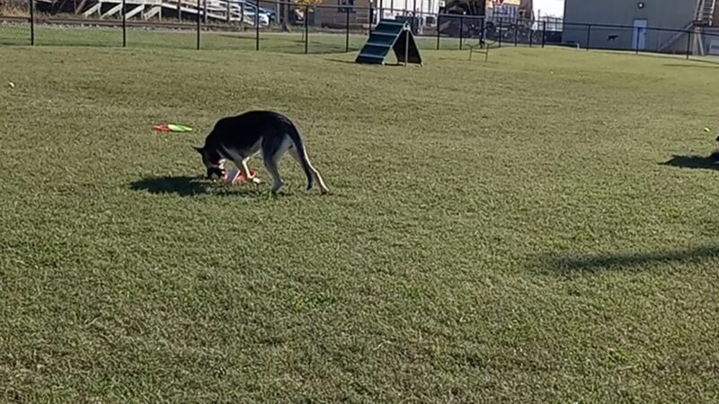 Humboldt Dog Park - Humboldt, TN