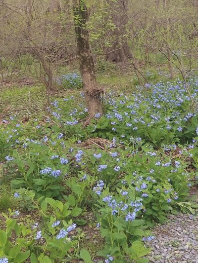 SUEZ Nature Trail - Hummelstown, PA