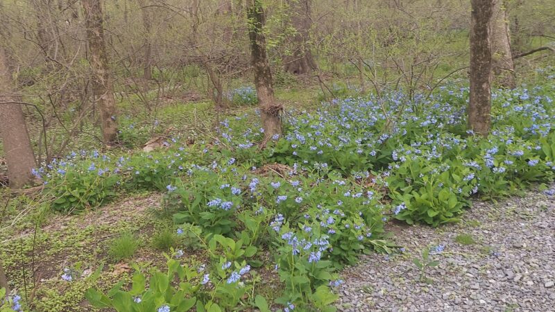 SUEZ Nature Trail - Hummelstown, PA