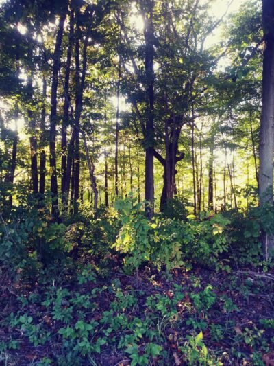 Evergreen Park - Huntington, IN