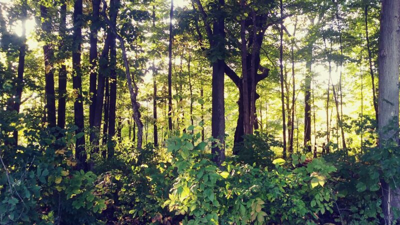 Evergreen Park - Huntington, IN