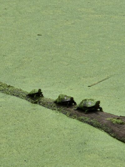 Hurley and O&W Rail Trail - Hurley, NY