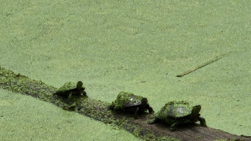Hurley and O&W Rail Trail - Hurley, NY