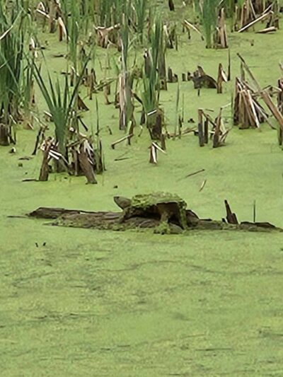 Hurley and O&W Rail Trail - Hurley, NY