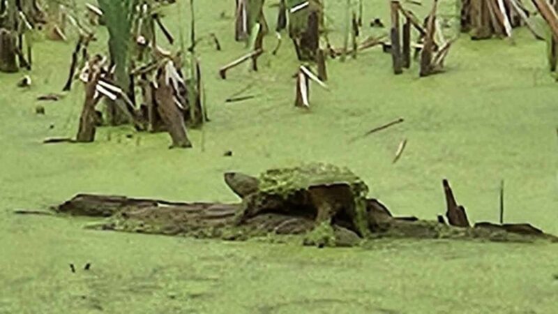 Hurley and O&W Rail Trail - Hurley, NY