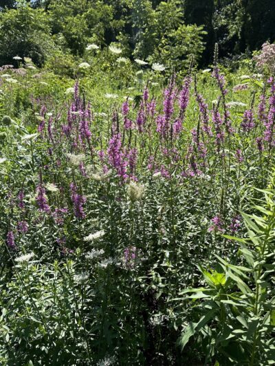 Hurley and O&W Rail Trail - Hurley, NY