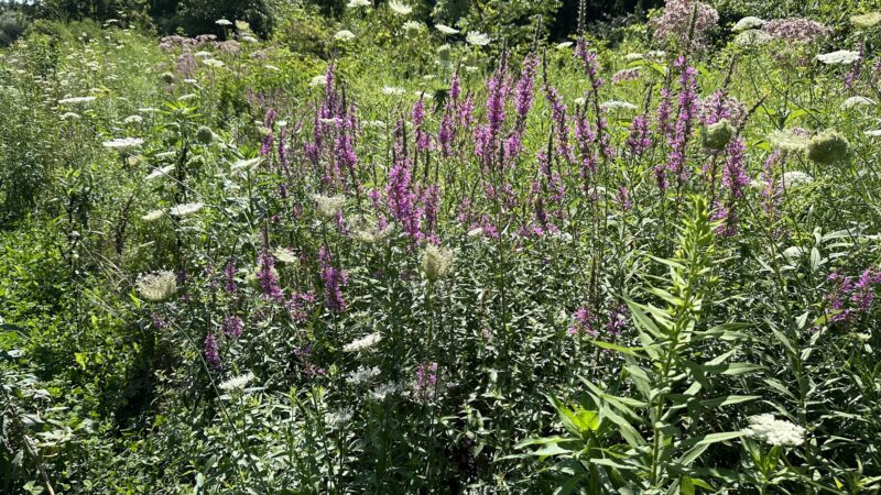 Hurley and O&W Rail Trail - Hurley, NY