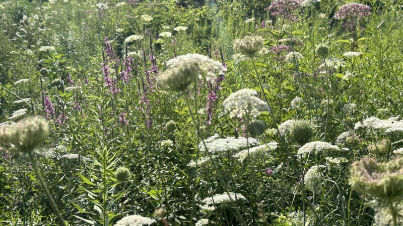 Hurley and O&W Rail Trail - Hurley, NY