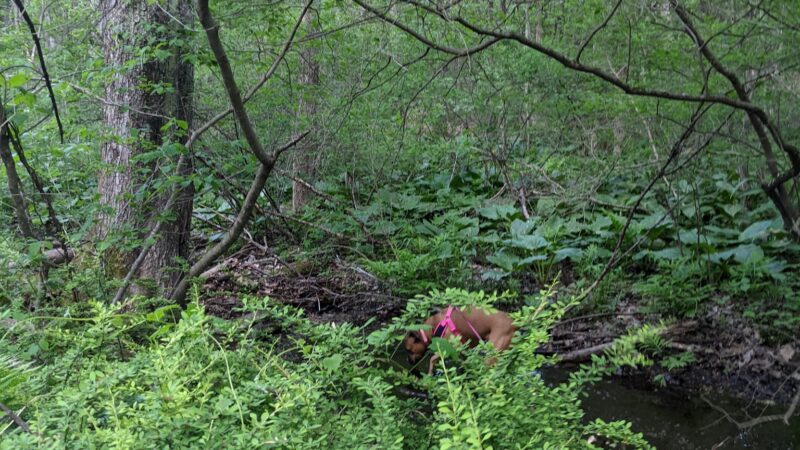 Hurley Marbletown Trailhead - Hurley, NY