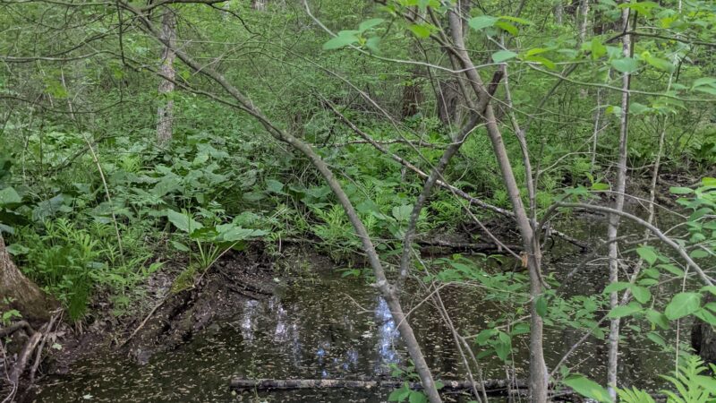 Hurley Marbletown Trailhead - Hurley, NY