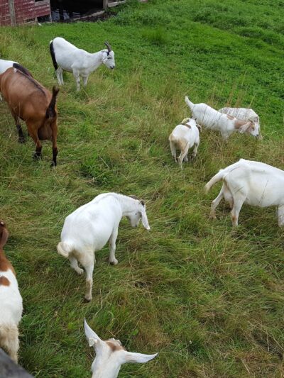 Stony Brook Farm - Hyde Park, VT