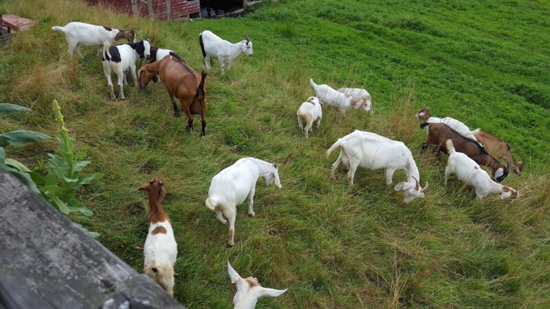 Stony Brook Farm - Hyde Park, VT