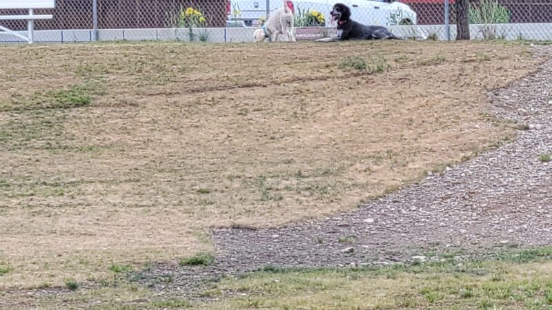 Blacksmith Fork Dog Park - Hyrum, UT