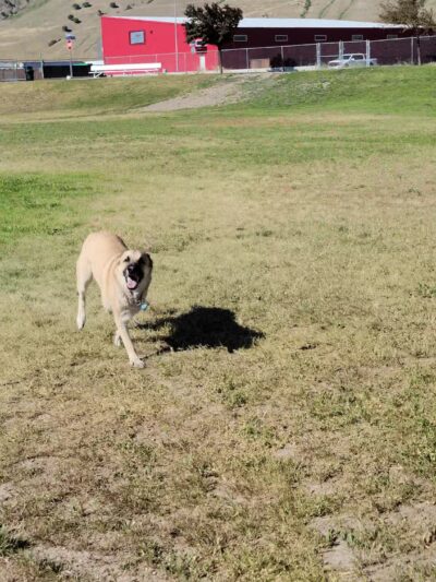 Blacksmith Fork Dog Park - Hyrum, UT